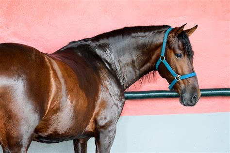 Horse Photography