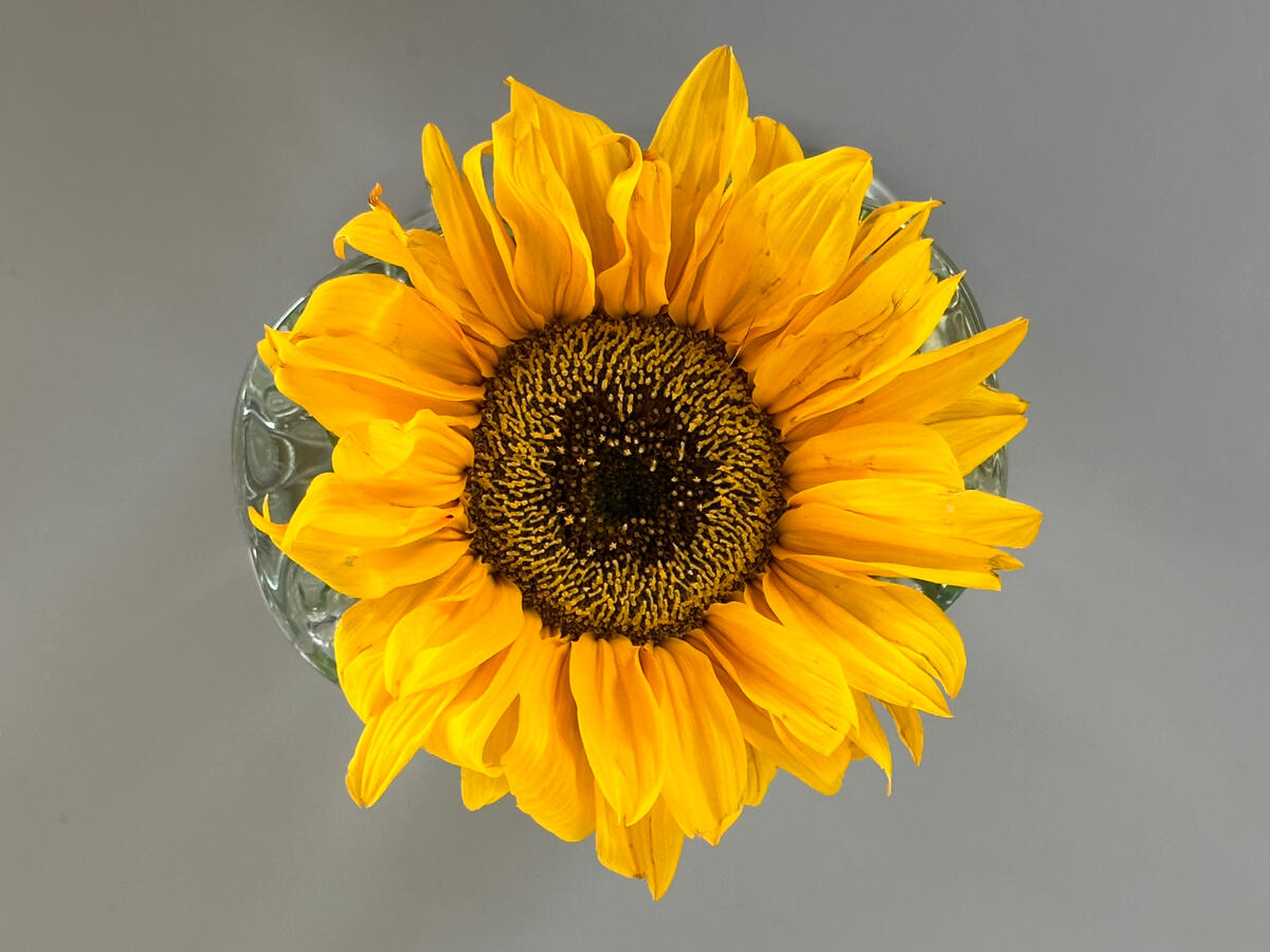 Flower Photography